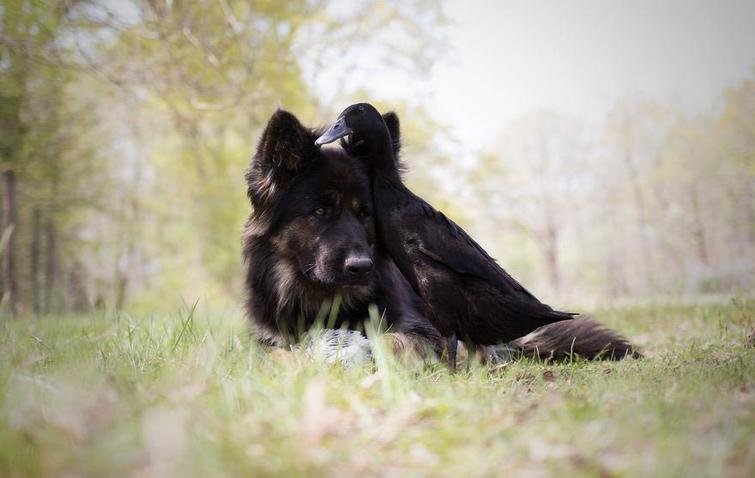 Лучшие друзья - немецкая овчарка и индийская утка, живущие во Франции - 7