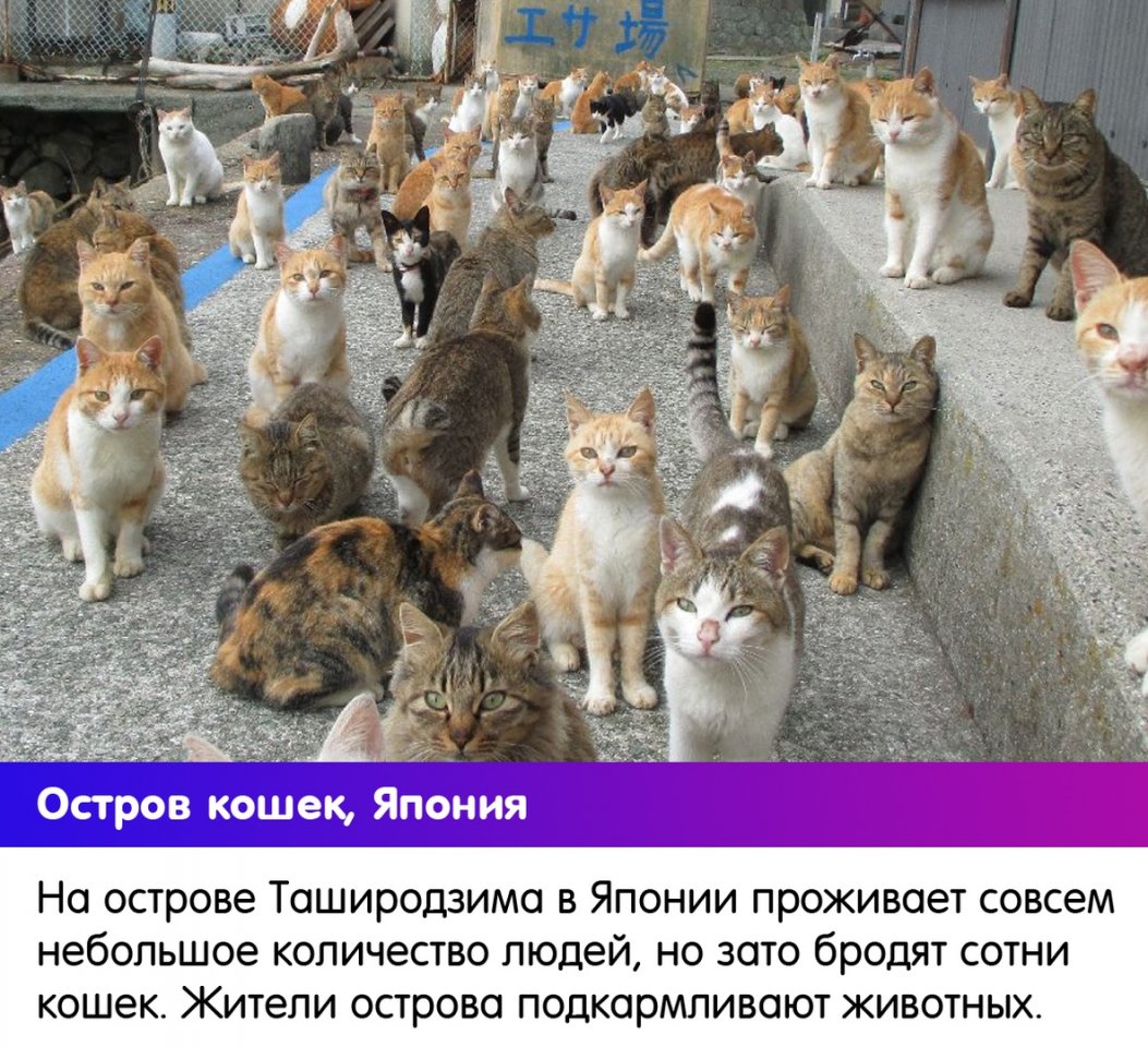 В каждой стране - своя атмосфера, свои голуби - 6