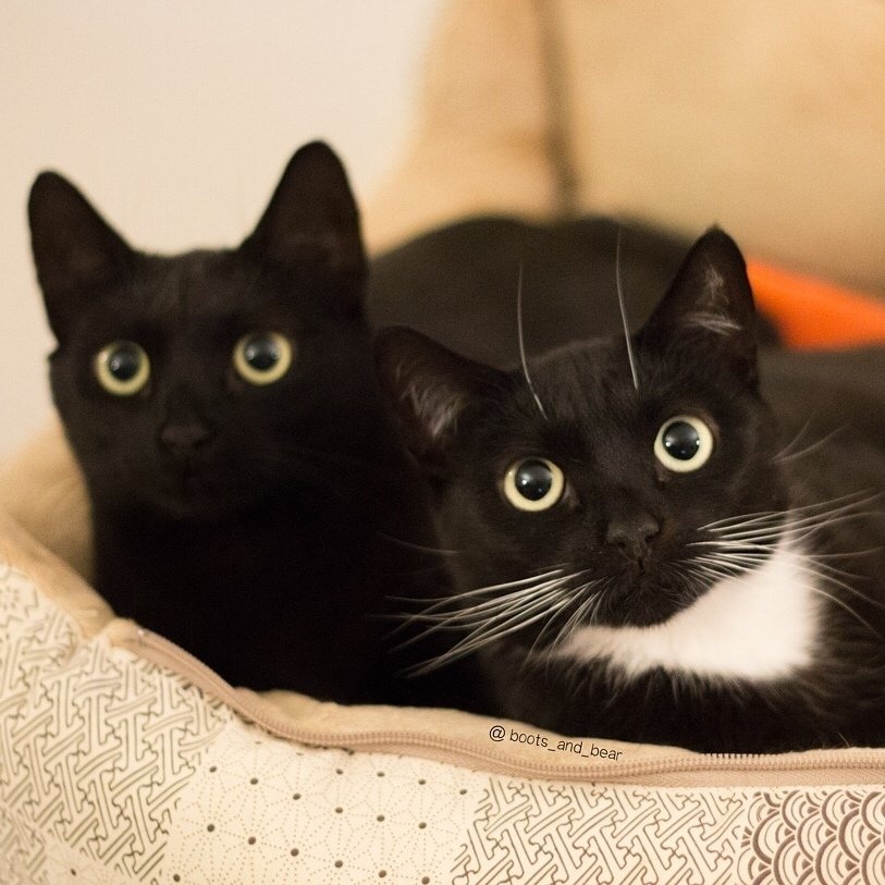 И кто вообще придумал, что черные коты приносят несчатье?
Только радость и только счастье! - 5