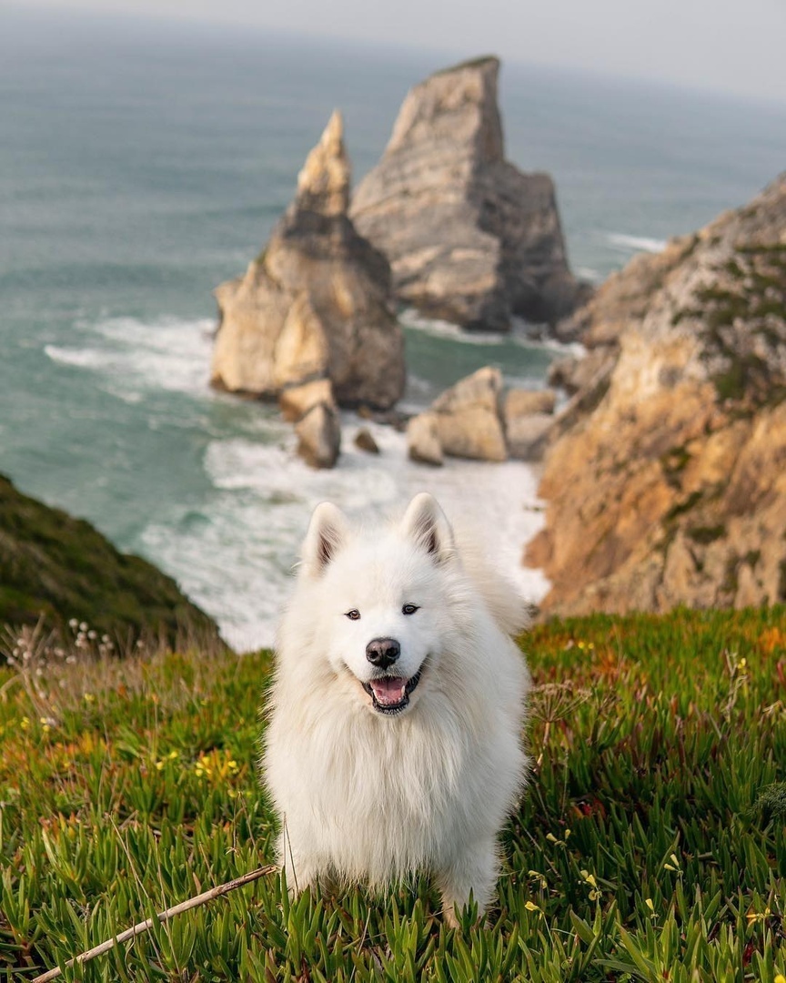 Тот момент, когда начинаешь завидовать собаке - 5