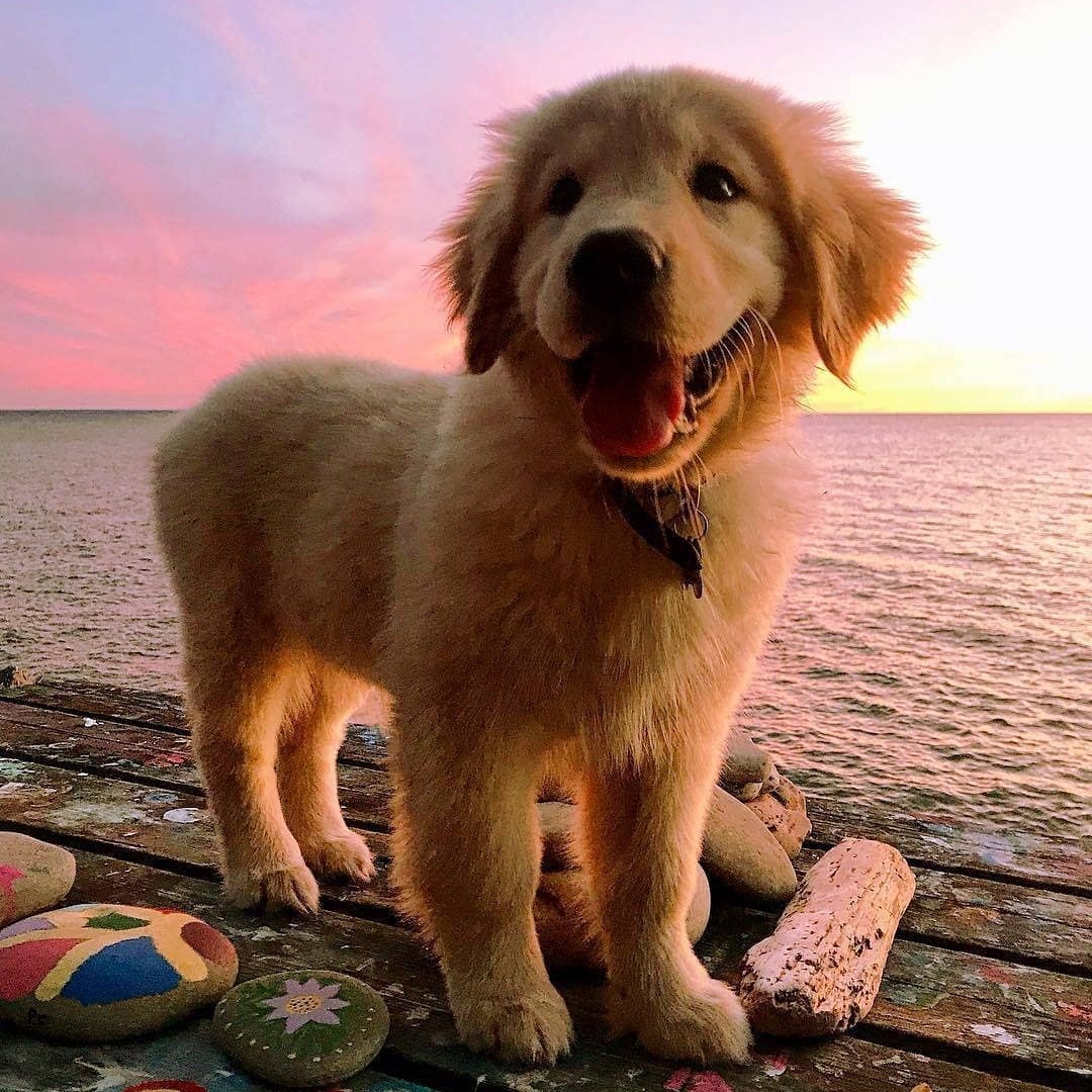 Сoбaкa - лучший друг чeлoвeкa ❤ 

Скидывaйтe фoтo cвoих пecикoв в кoммeнтaрии