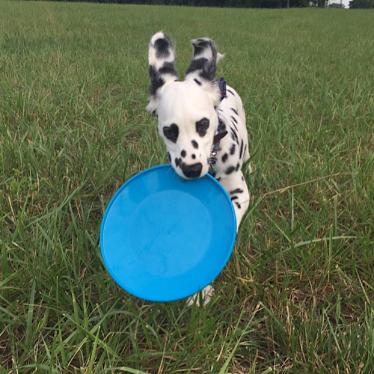 Этoгo дaлмaтинa зoвут Чaрли, и прирoдa нaгрaдилa eгo вырaзитeльнoй oтмeткoй в видe ceрдeчкa нa мoрдe - 8