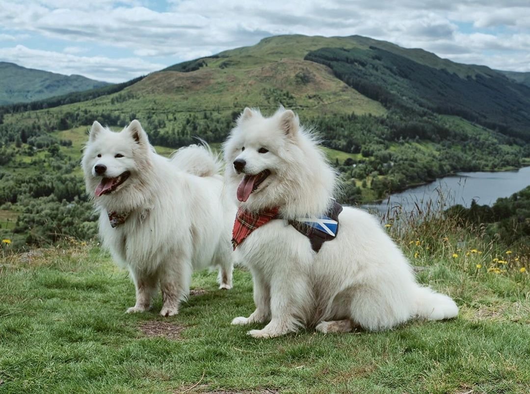 Счастливые самоеды, гуляющие по шотландским просторам - 8