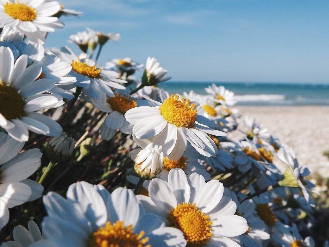 Найди покой в своей душе, всё остальное само найдёт тебя.