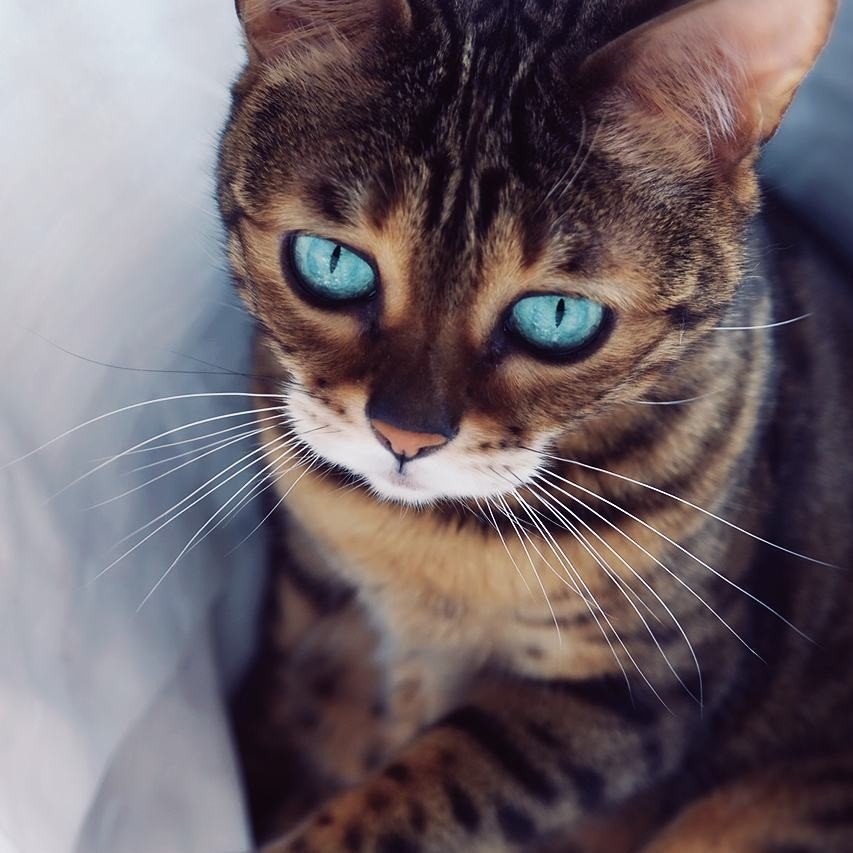 Бенгальская кошечка с глазами чистой воды - 8
