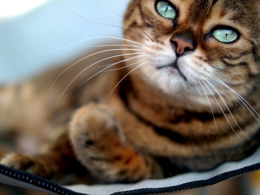 Бенгальская кошечка с глазами чистой воды - 6