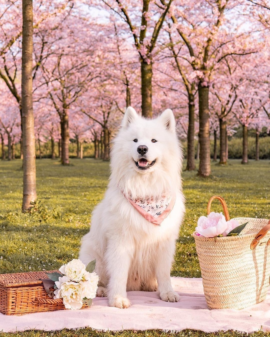 Тот момент, когда начинаешь завидовать собаке