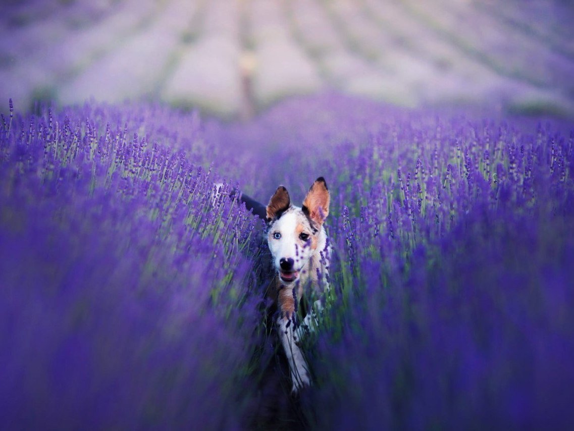 «Будьте реалистами, мечтайте о невозможном» - 8