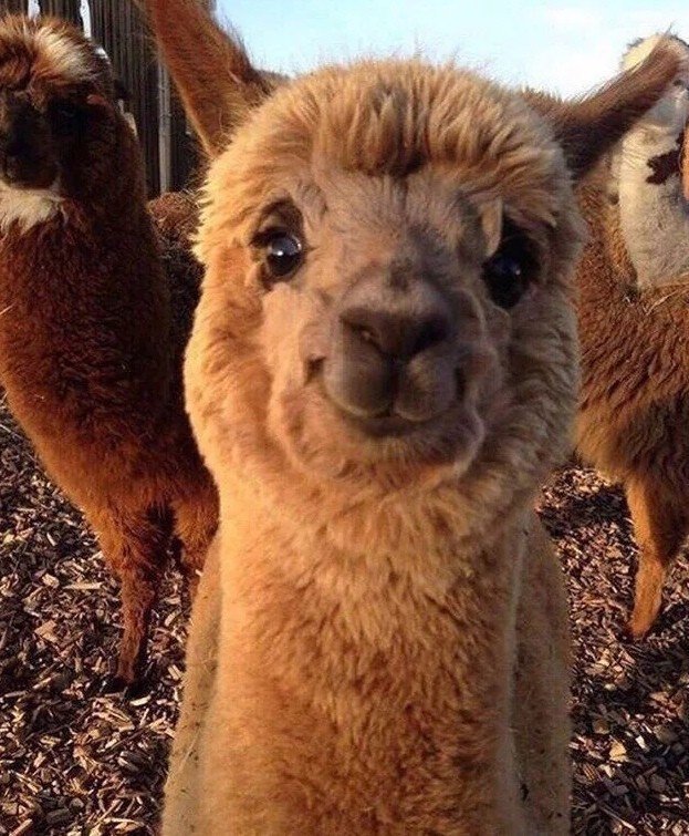 Милых пушистых альпак вам в ленту - 5