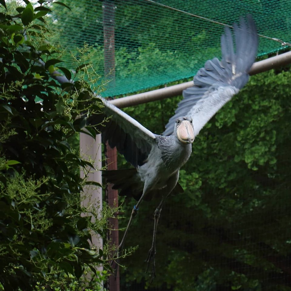 Китоглав - такая необычная птичка! - 8