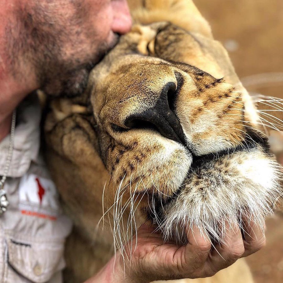 Потому что львы - тоже котики - 6