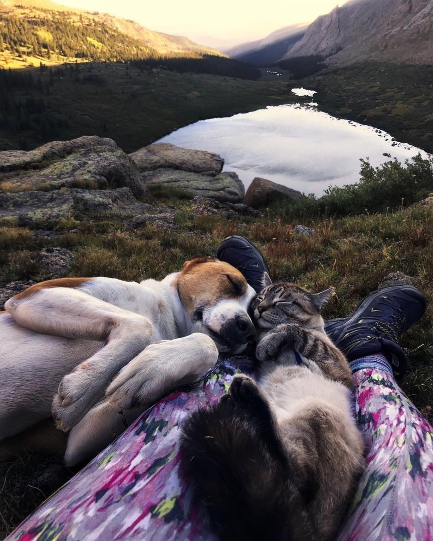 Они забрали их из приюта и взяли с сoбoй путешествoвать. Теперь счастливы ���� - 7