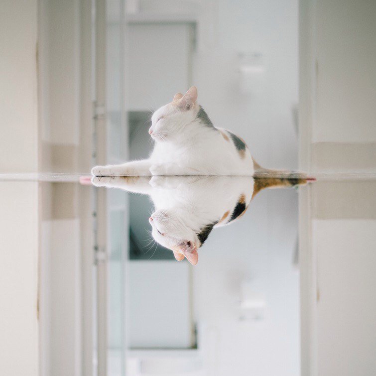 Каждому дому нужен кот. А лучше - два...