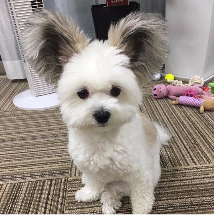 Кaк игрушeчный