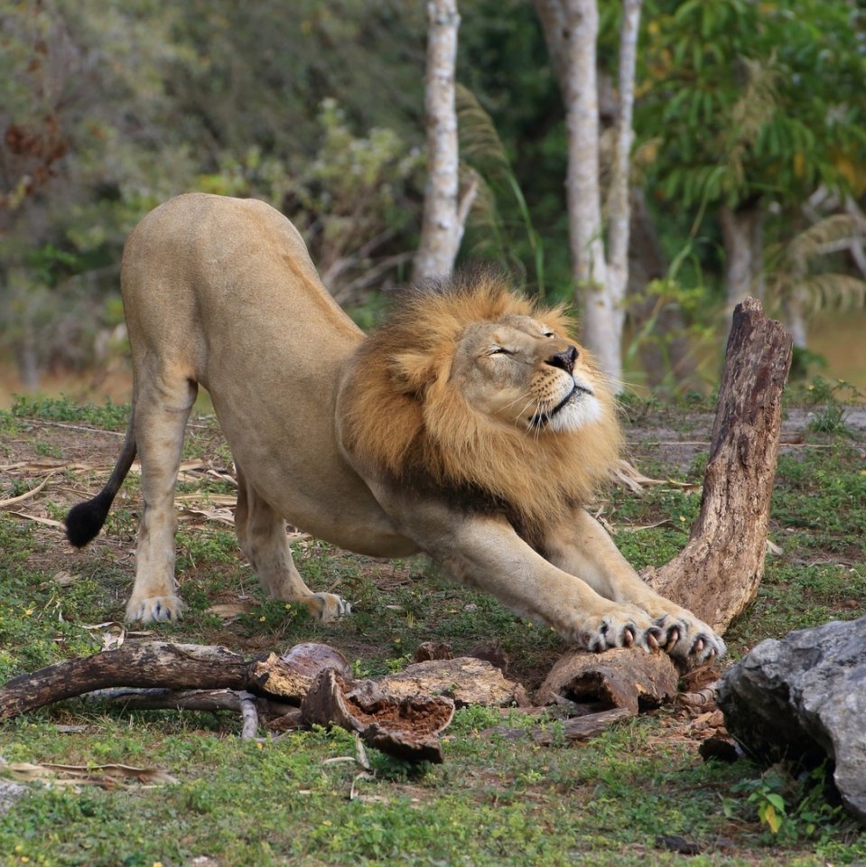 Утренние потягушки