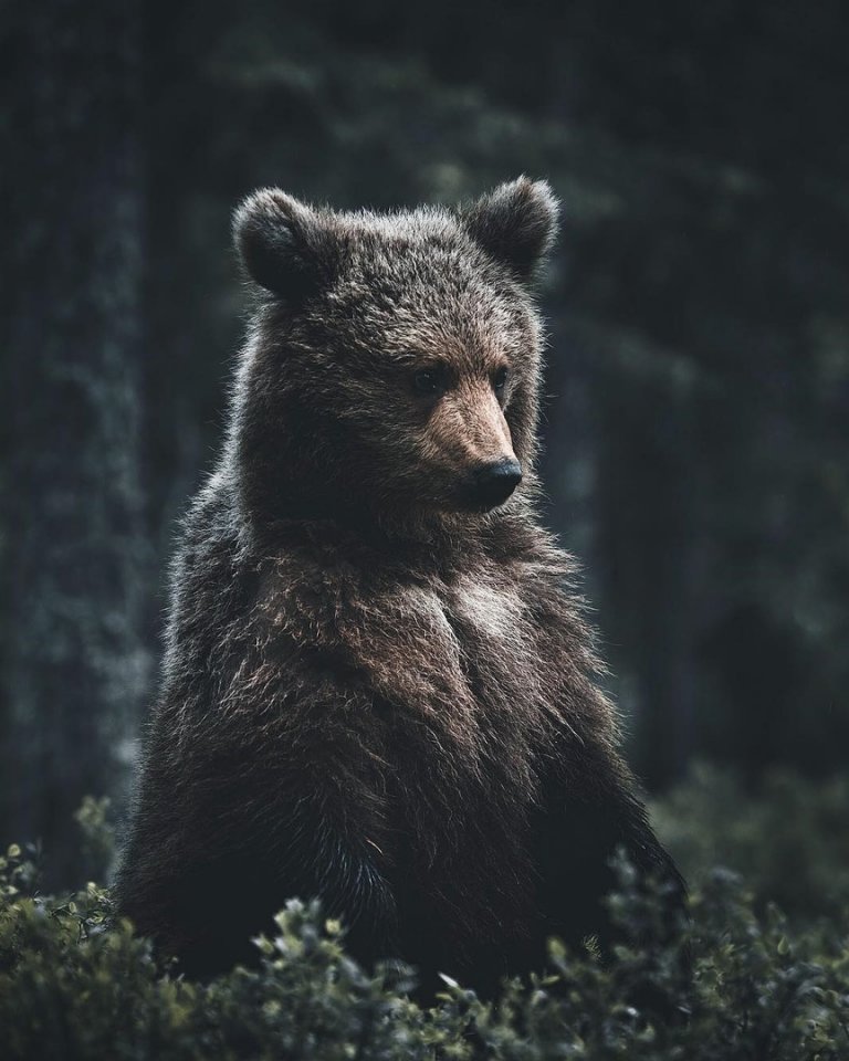 Лесные хранители