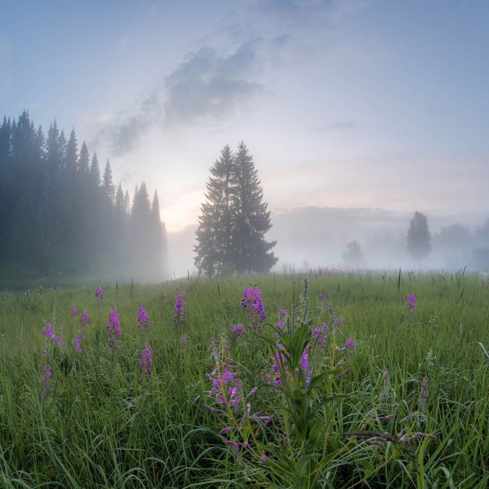 На тихих лугах Ленинградской области - 8
