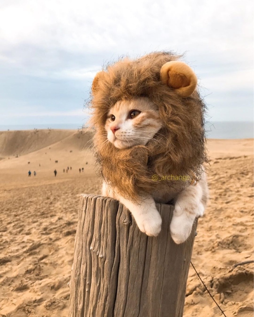 Когда в душе ты Король Лев