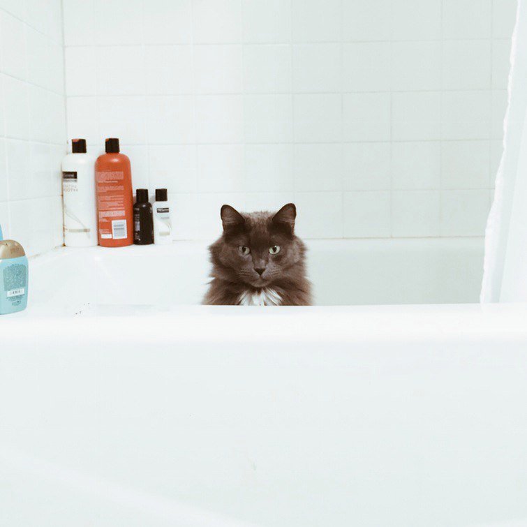 Каждому дому нужен кот. А лучше - два... - 5