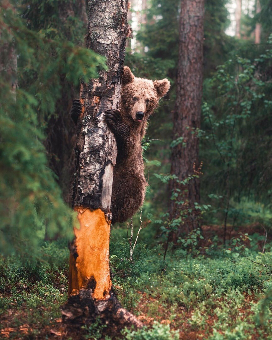 Хранители леса