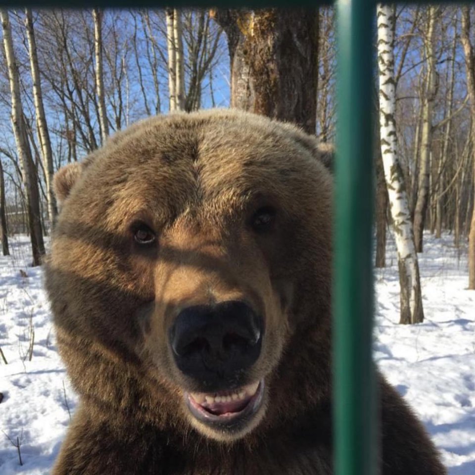 Мишку по имени Мансур, которого спасли и приютили авиторы на аэродроме Орловка - 6