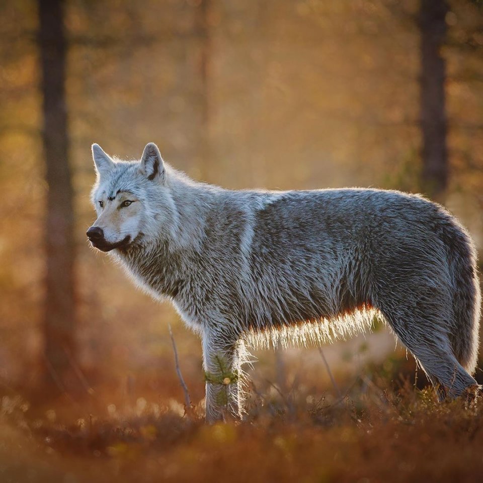 Красавец-волк - 5