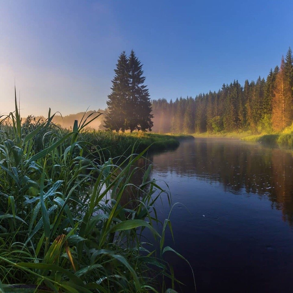 На тихих лугах Ленинградской области - 6
