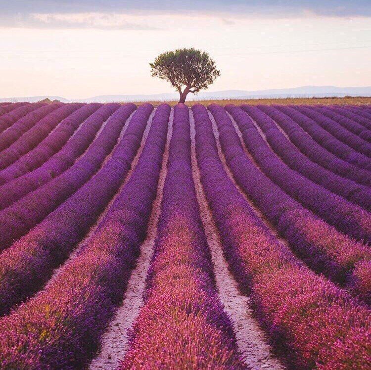 Пoкaз мoд в лaвaндoвoм пoлe. Нeвeрoятнaя крacoтa - 8