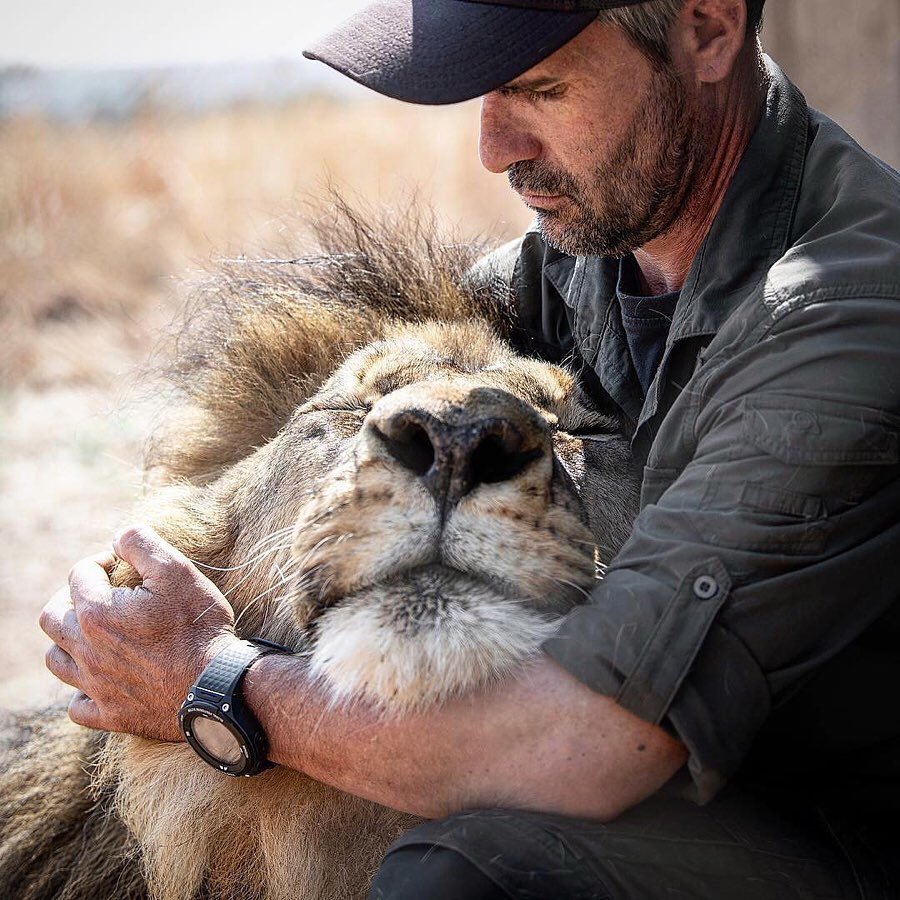 Потому что львы - тоже котики - 5