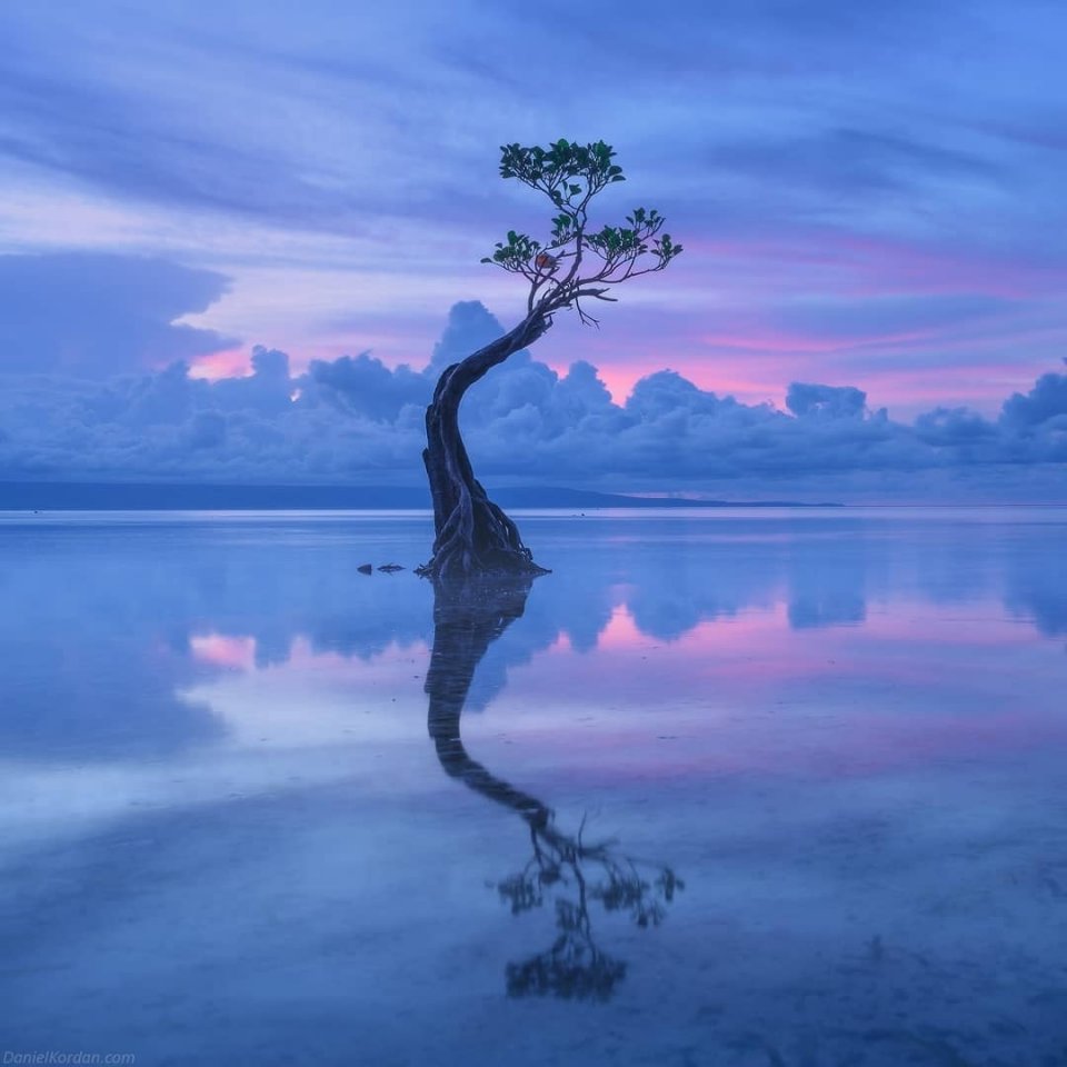 Танцующие деревья на острове Сумба, Малые Зондские острова, Индонезия - 9