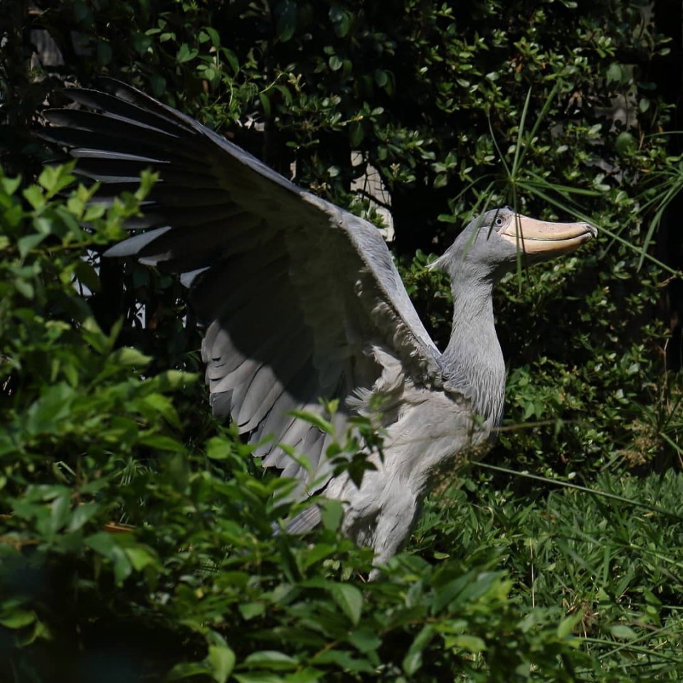 Китоглав - такая необычная птичка!