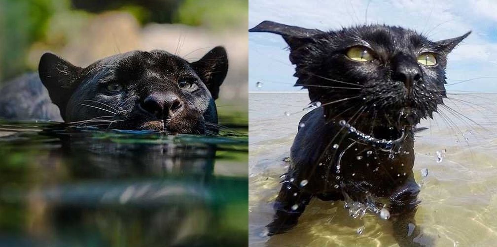 Маленькие и большие котики - 5