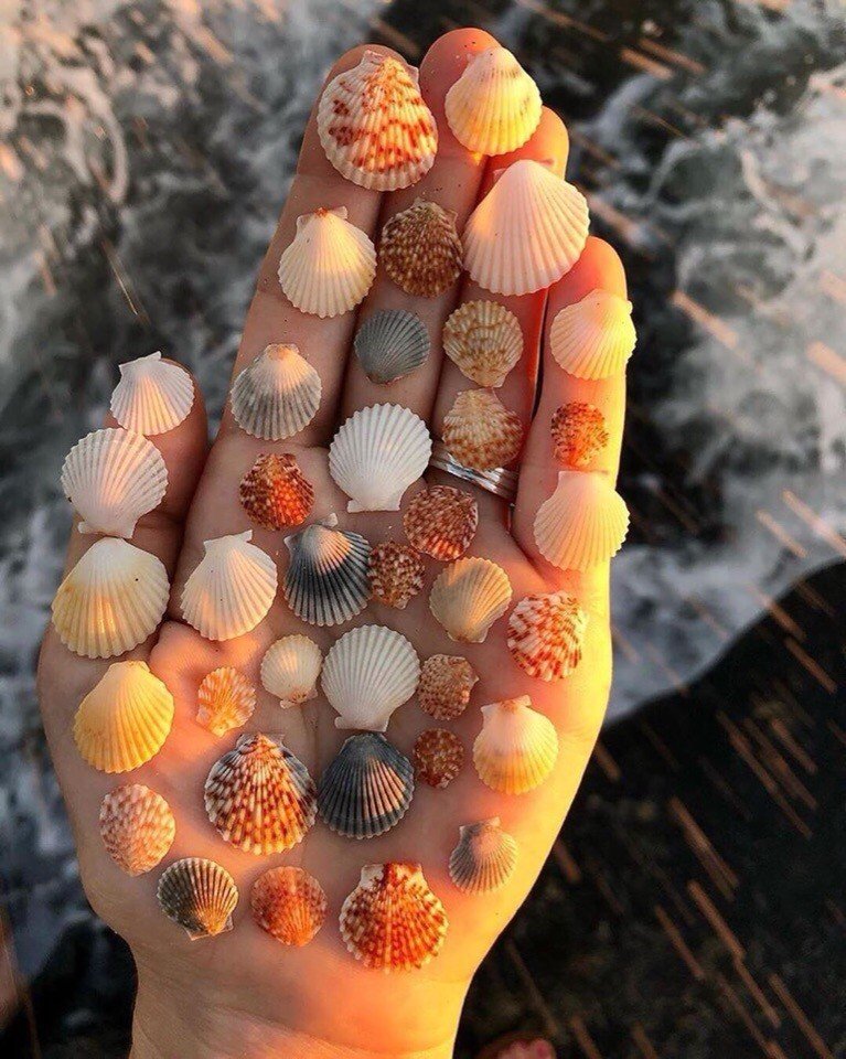 Сокровища морского побережья - 5