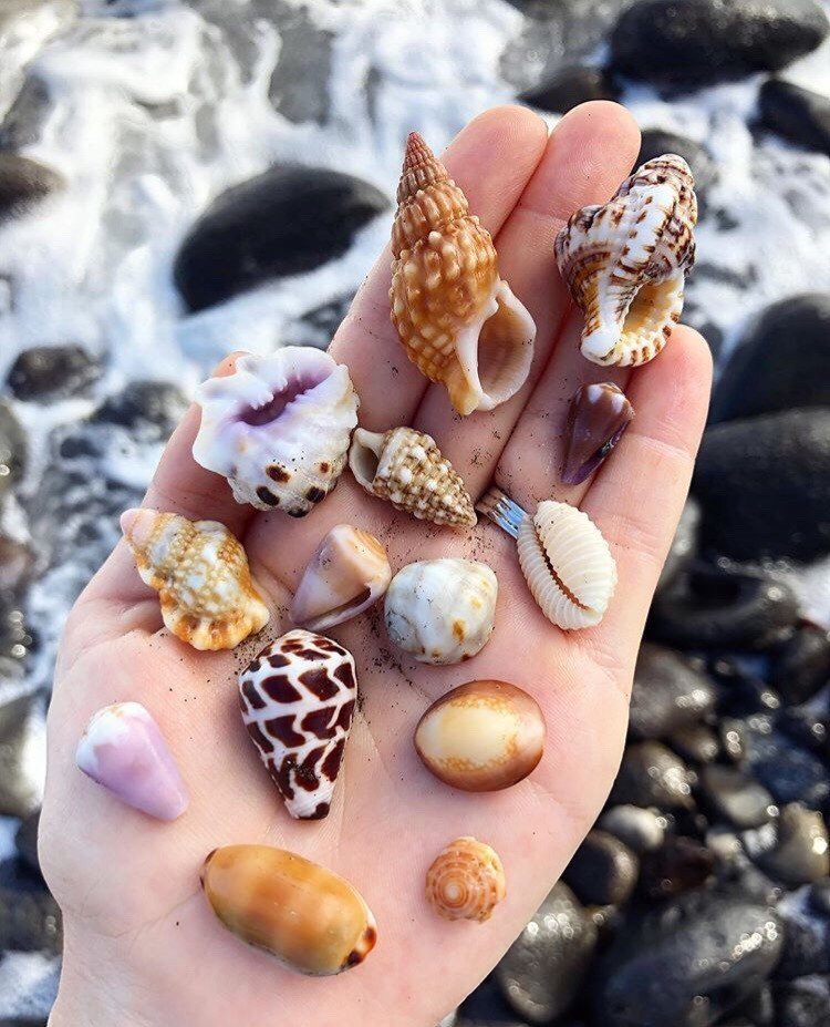 Сокровища морского побережья - 8