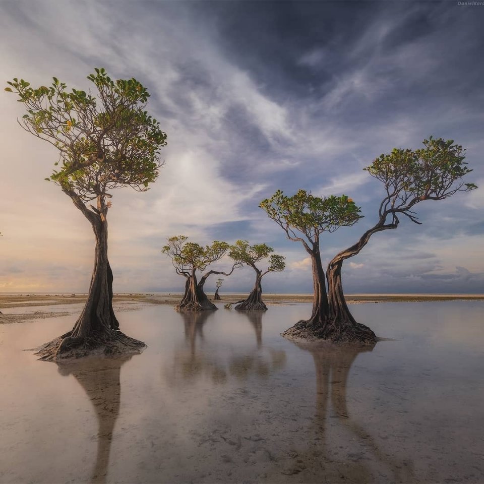 Танцующие деревья на острове Сумба, Малые Зондские острова, Индонезия - 6