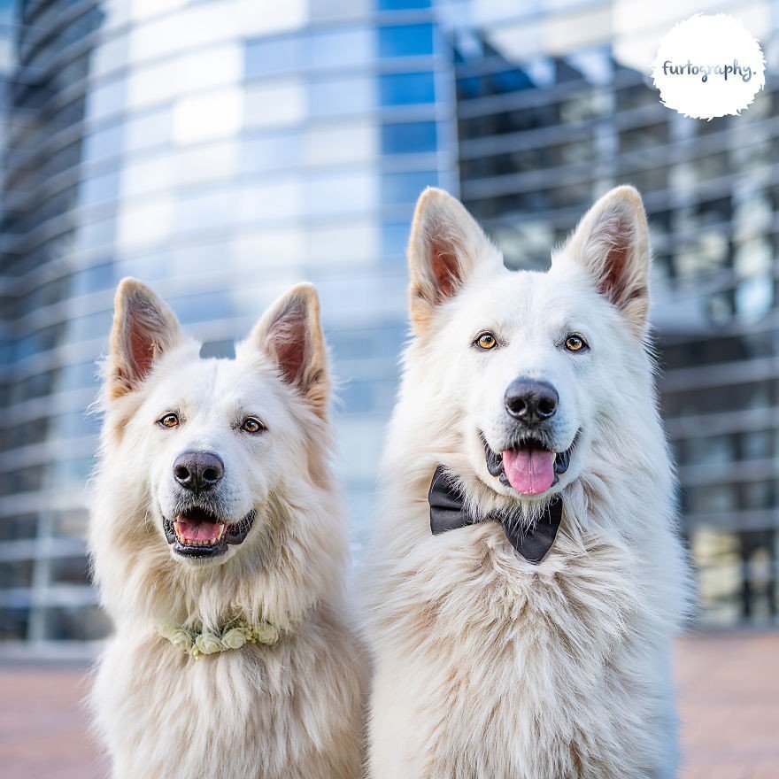 Четвероногие молодожены - 6