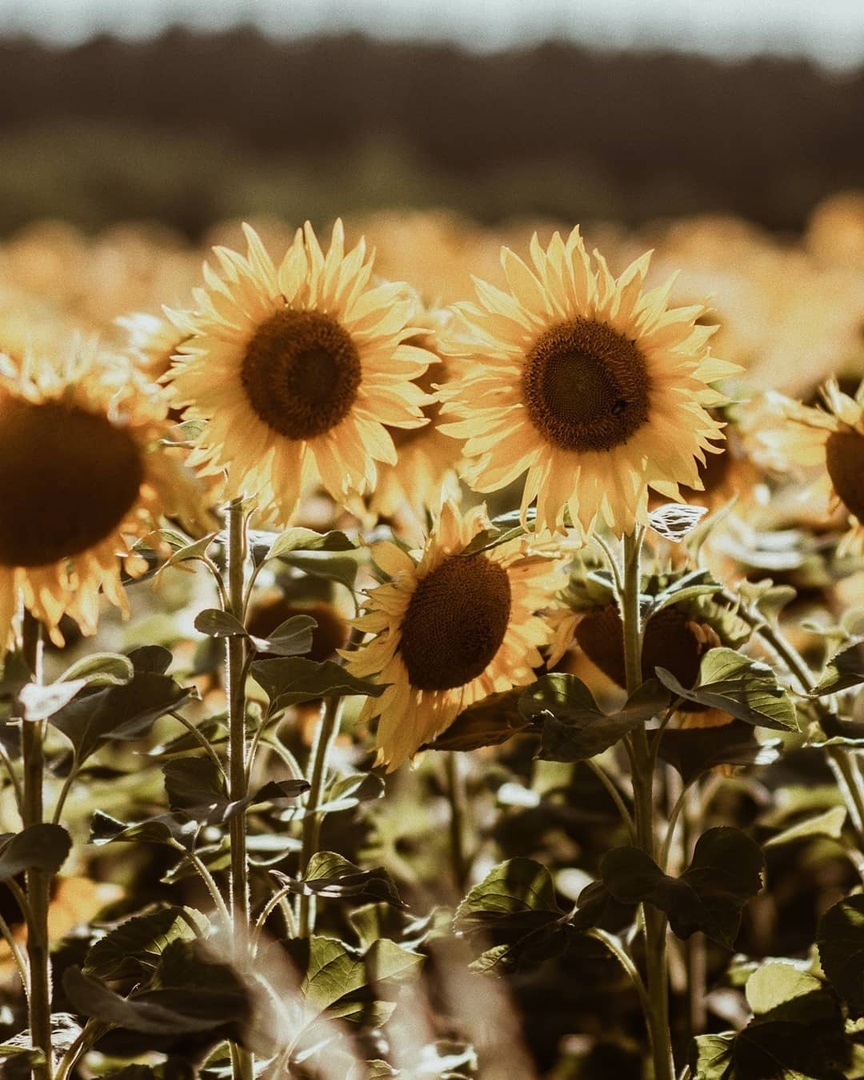 Самое лучшее и самое красивое в мире нельзя ни увидеть, ни потрогать… но можно почувствовать сердцем...