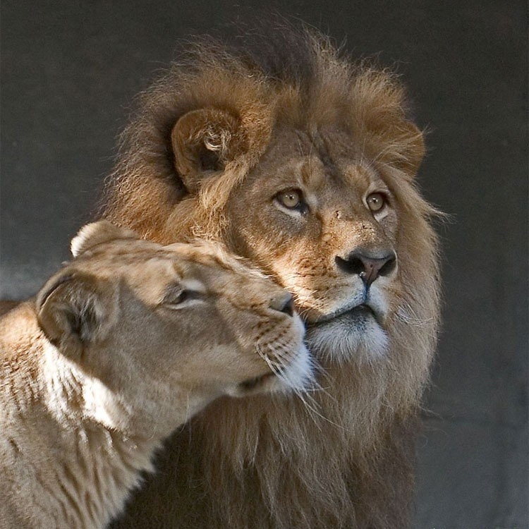 Когда любовь... - 5