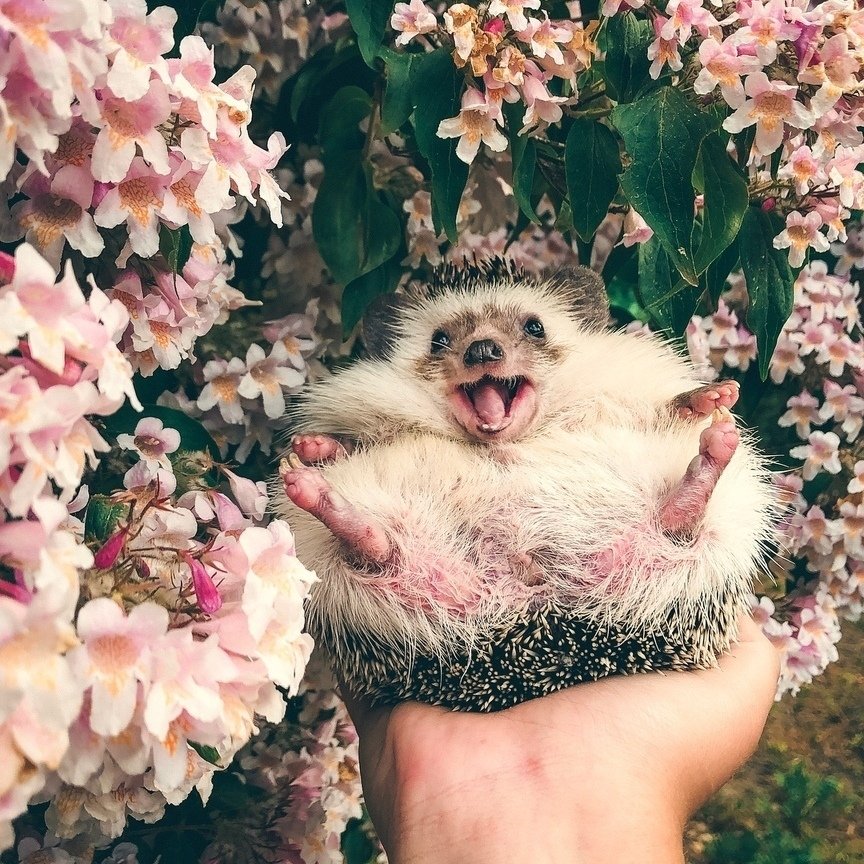 Мир принадлежит тому, кто ему рад.