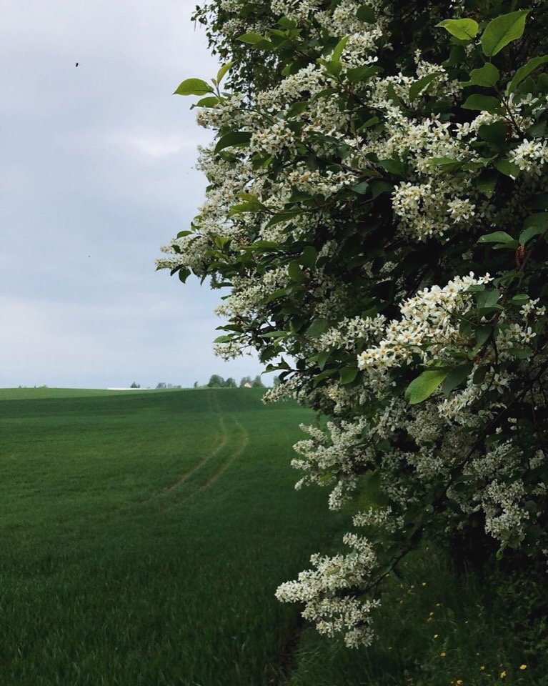 Норвегия - это покой и умиротворение  - 6