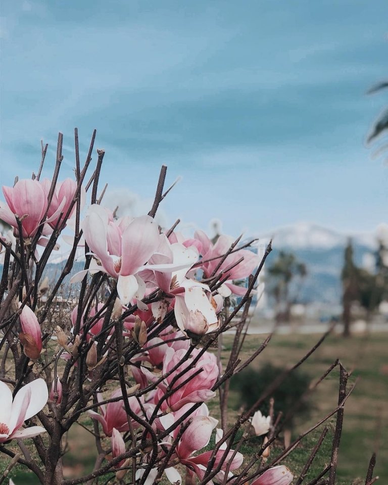 Теплый Батуми, Грузия. Были там? - 7