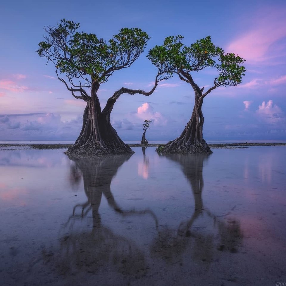 Танцующие деревья на острове Сумба, Малые Зондские острова, Индонезия - 7