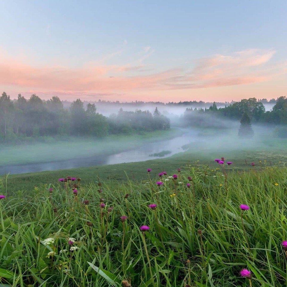 На тихих лугах Ленинградской области