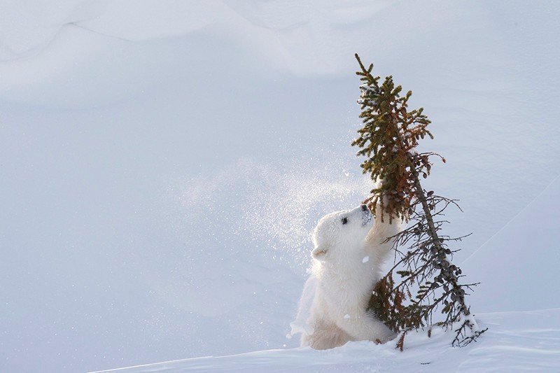Очаровательные полярные мишки - 5