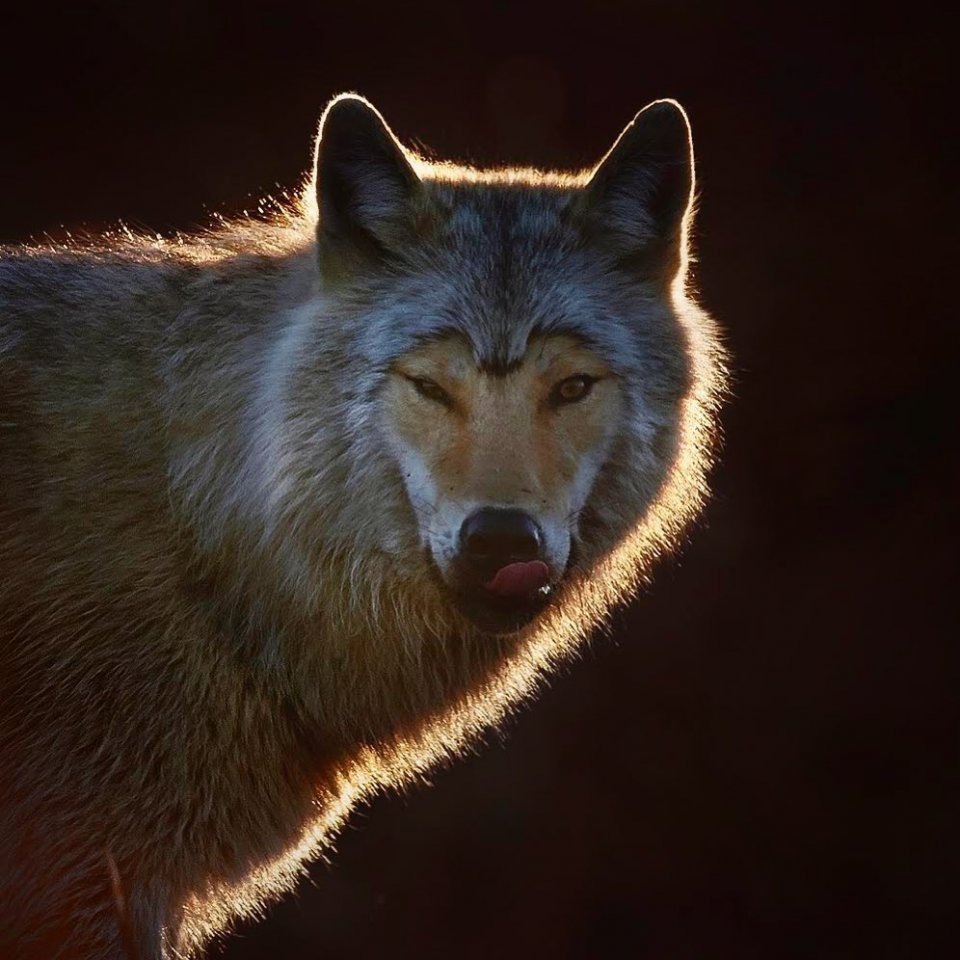 Красавец-волк