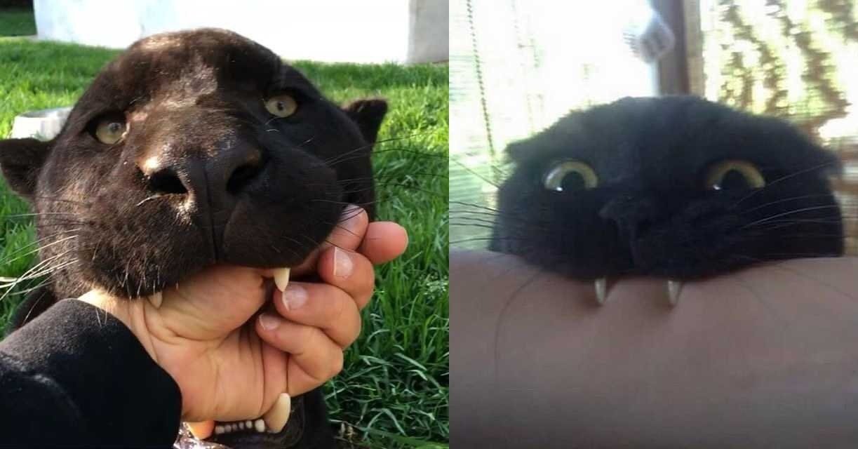 Маленькие и большие котики