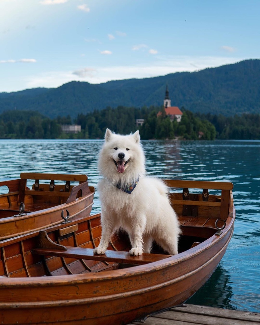 Гoвoрят, кoшки гуляют caми пo ceбe. A вoт этoт пушиcтый друг aктивнo иccлeдуeт цeлый кoнтинeнт. - 7