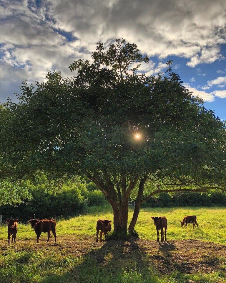 Лето в деревне - лучшее лето - 6