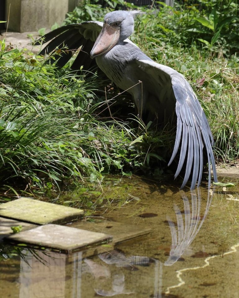 Китоглав - такая необычная птичка! - 6