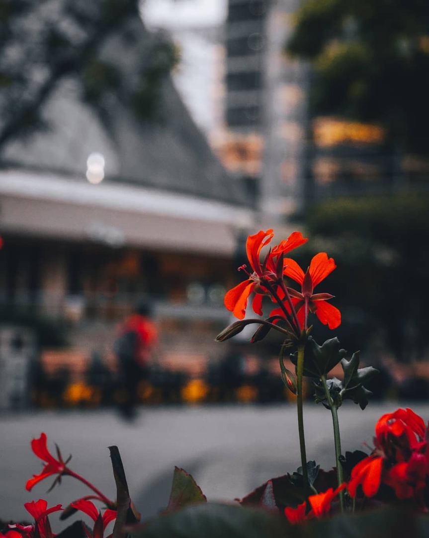 Торонто, Онтарио - 5